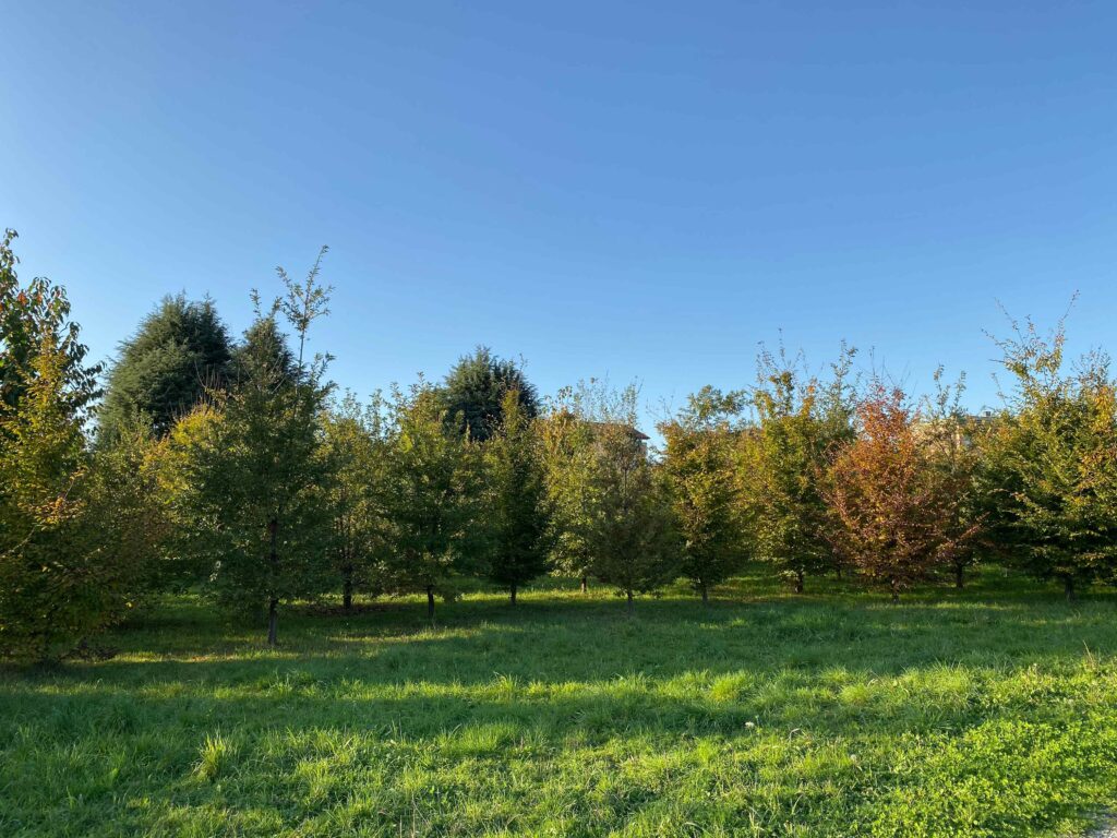 Forestazione in Italia